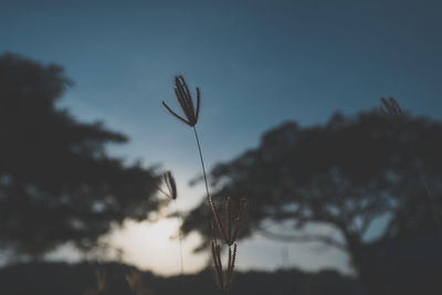 Close-up of silhouette plant against sunset sky