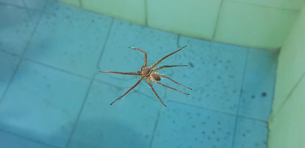 High angle view of spider on tiled floor