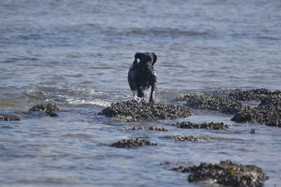 Dog swimming in sea