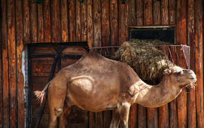 View of  camel  in stable