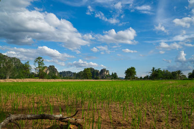 Scenic view of agricultural field against sky