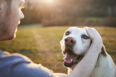 Close-up of dog looking at camera