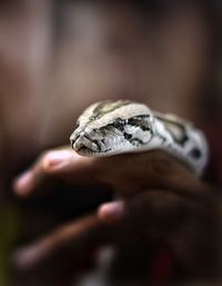 Close-up of hand holding snake