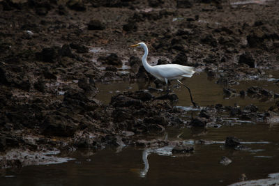 Seagull perching on rock by lake