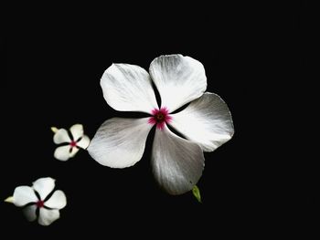 Close-up of frangipani blooming against black background