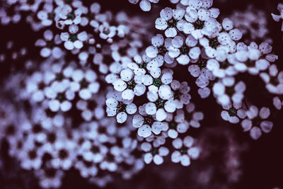 Close-up of purple flowering plant