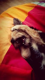 Close-up of dog resting