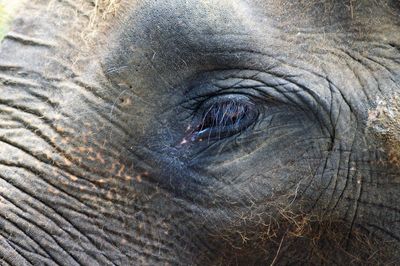 Close-up of elephant