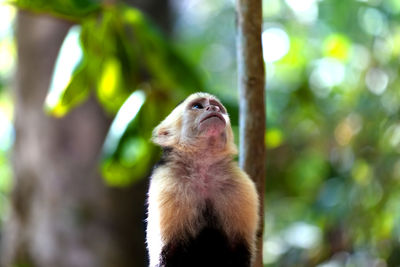 Monkey looking up in the wild