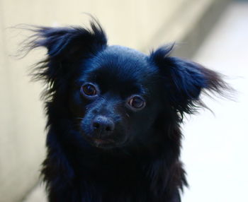 Close-up of puppy looking away