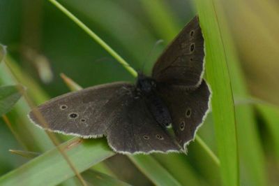 Close-up of butterfly on plant