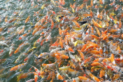 View of fish swimming in lake