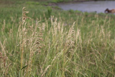 Close-up of wheat growing on field