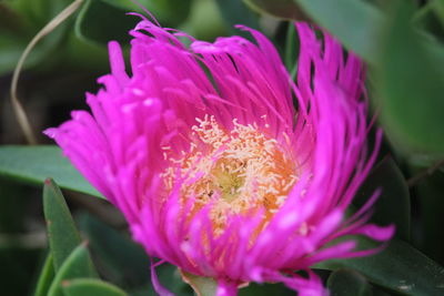 Close-up of pink flower blooming outdoors
