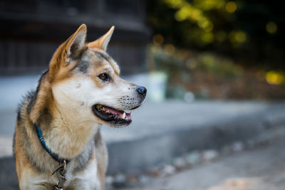 Close-up of dog looking away