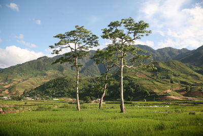 Trees on field against sky