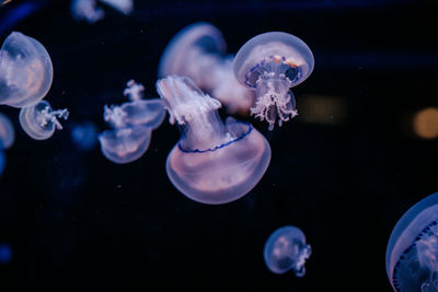 Group o jellyfish group in aquarium catostylus mosaicus