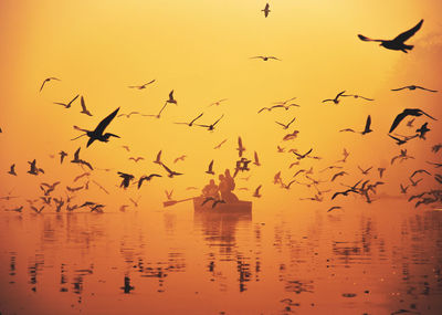 Flock of birds flying over lake during sunset