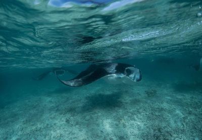 View of turtle swimming in sea