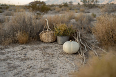 White pumpkin in autumn scene with basket, dried desert plants outdoors in mojave desert landscape