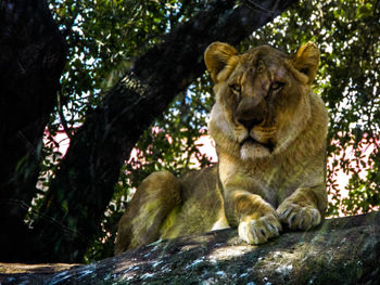 Low angle view of lion on tree
