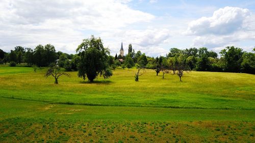 Trees on field against sky