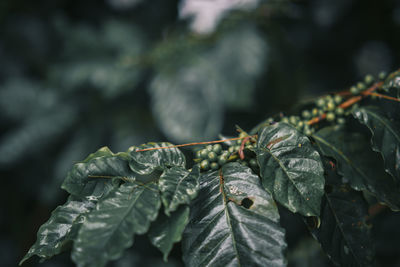 Close-up of berries on leaves