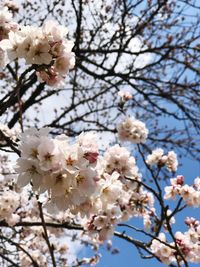 Close-up of apple blossoms in spring