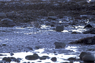 Surface level of pebble on beach