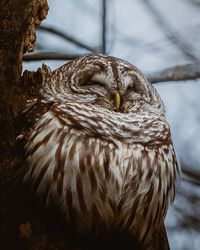 Close-up of bird