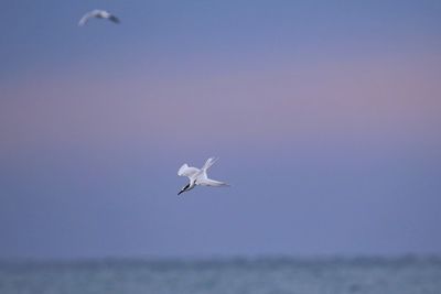 Seagull flying in sky