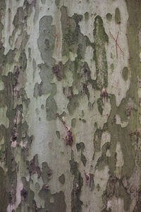 Full frame shot of ivy on tree trunk