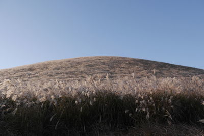 Scenic view of field against clear blue sky