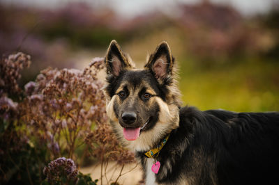 Side view of dog on field 