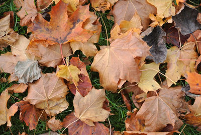 High angle view of maple leaves on land