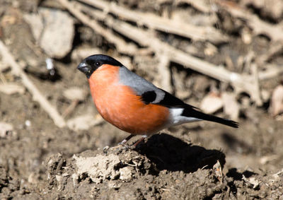 Close-up of a bird