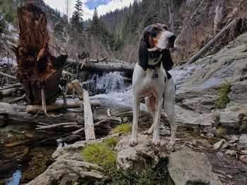 Dog on rock by trees against mountains