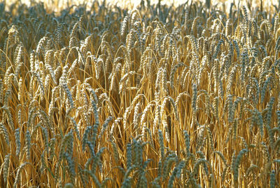 Full frame shot of wheat field