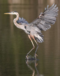 Bird flying over lake