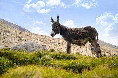 View of a horse on field