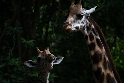 Close-up of giraffe with calf in forest