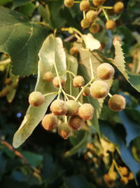 Close-up of fruits growing on tree