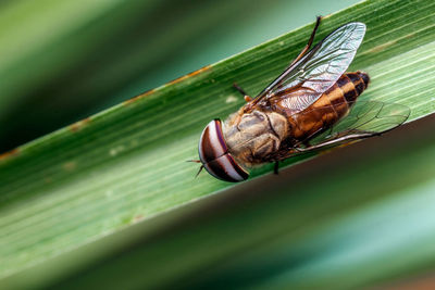 Close-up of fly on leaf