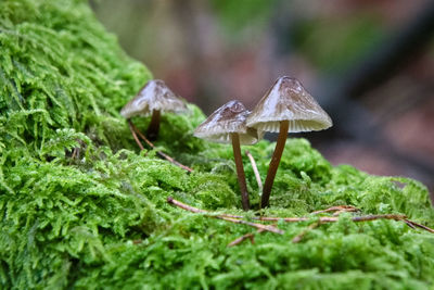 Close-up of mushroom growing on land