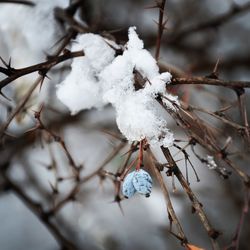 Close-up of snow covered tree