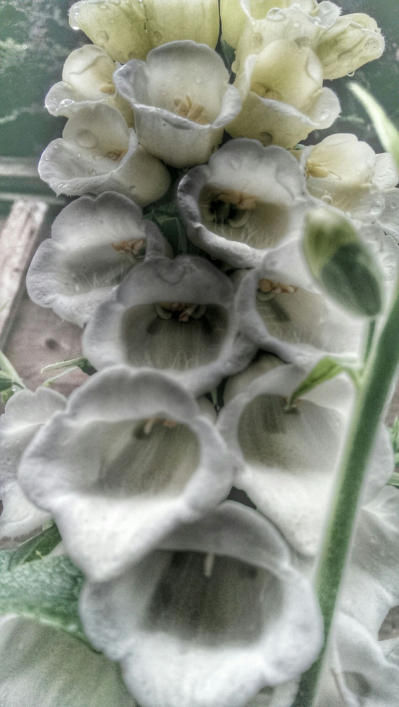 White foxglove