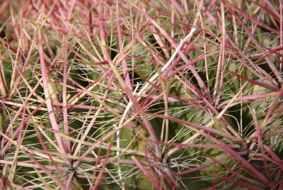 Full frame shot of cactus