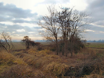 Bare tree on field against sky