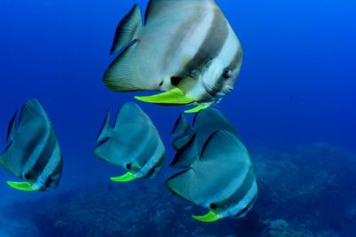 Close-up of fish swimming in sea