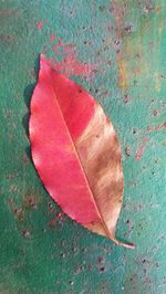 High angle view of dry leaf on concrete